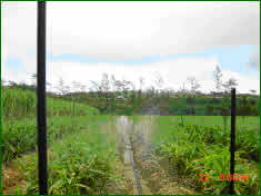 直営農場で灌水方法の試験