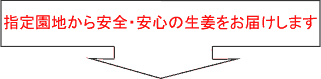 安全・安心の生姜