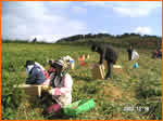 生姜の収穫作業